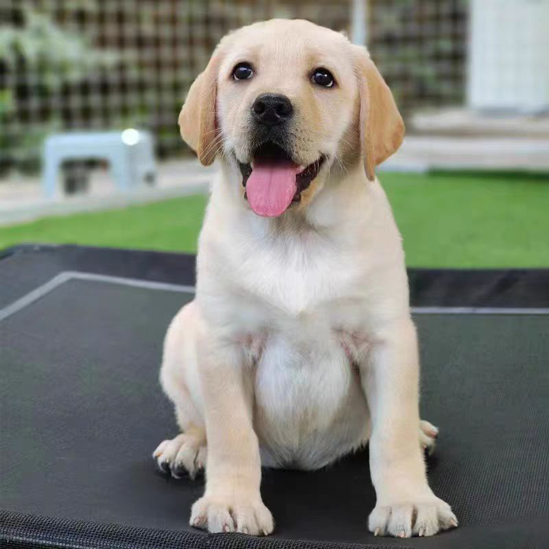 出售精品拉布拉多活体幼犬家养高智商宠物狗三个月拉布拉多疫苗齐