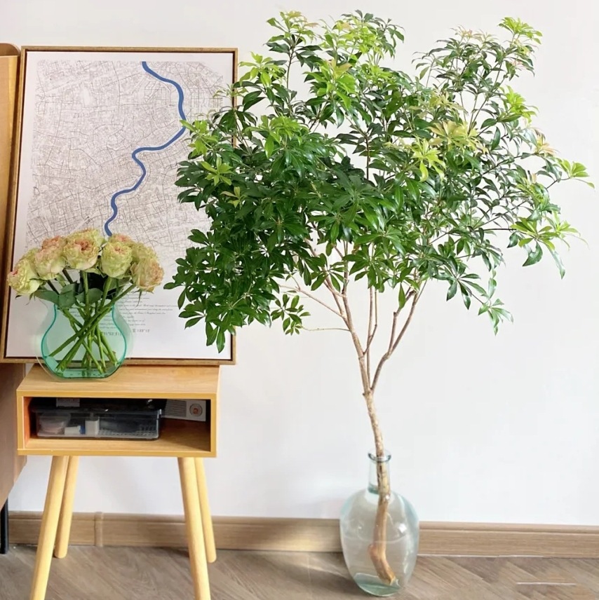 马醉木真花鲜切枝条精选优质室内水培盆栽绿植北欧风吊钟小森林