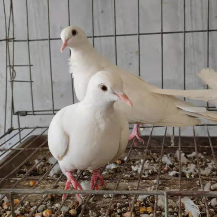 魔术鸽子图片 白魔术鸽子一只多少钱 变魔术用的鸽子 金鱼鸽