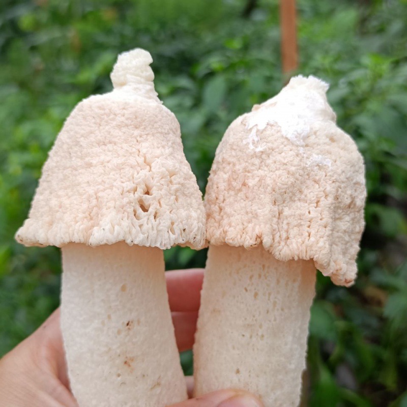 四川宜宾蜀南竹海土特产短裙竹荪竹笙竹荪干货无硫肉厚新鲜煲汤