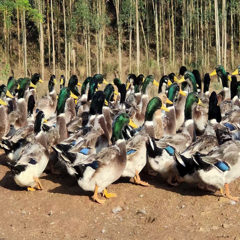 散养飞鸭新鲜湖区放养水鸭子农村青头鸭幼崽批发-阿里巴巴