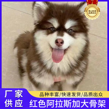 纯种萨摩耶幼犬活体熊版大骨架纯白色雪橇犬小狗狗大型可爱宠物狗