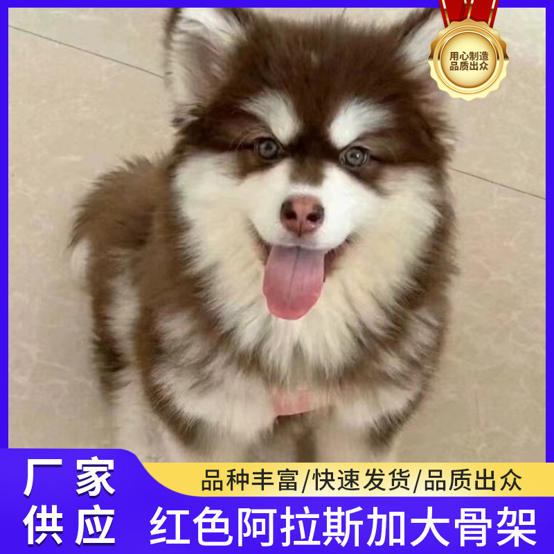大骨架红色阿拉斯加幼犬活体宠物狗双血统熊体桃脸雪橇犬灰红黑棕