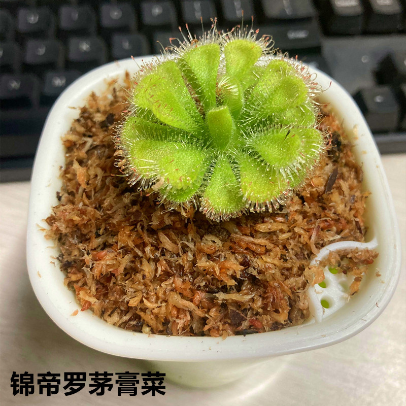 捕蝇草盆栽猪笼草食虫食人花卉水培植物茅膏菜驱蚊绿植捕虫草 图片