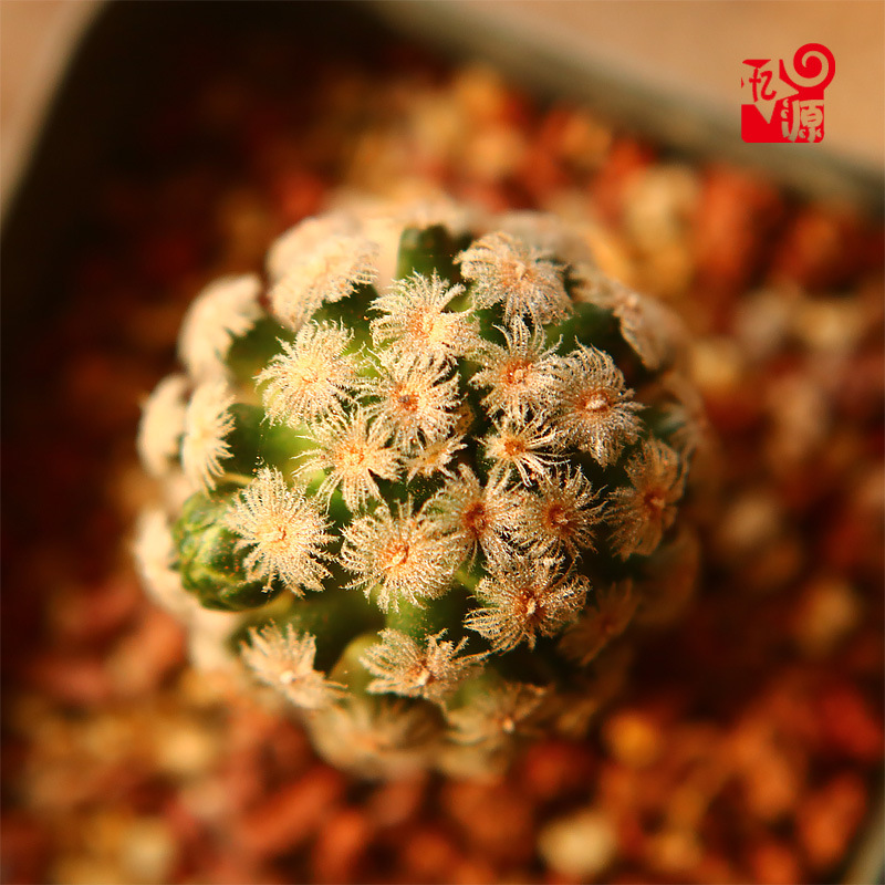 黛丝疣粉紫色开花乳突属仙人球多肉植物办公室内四季好养花卉盆栽