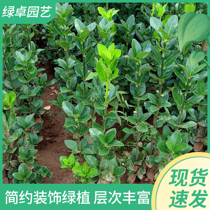 冬青北海道 小区别墅篱笆墙绿植 黄杨苗四季常青耐寒庭院绿篱树
