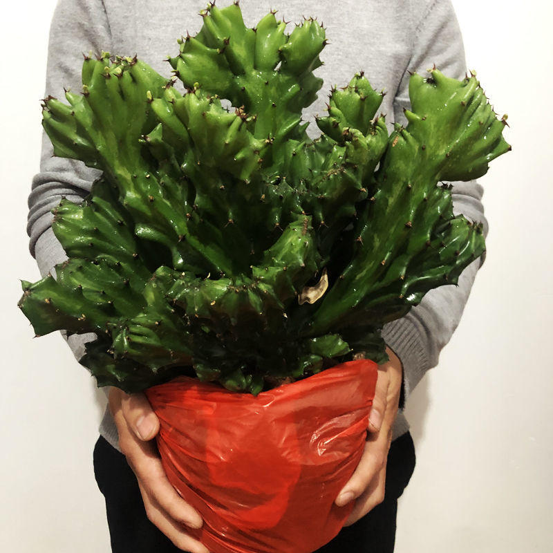 麒麟盆栽仙人掌植物净化空气辐射吸甲醛懒人好养大盆帝国麒麟花