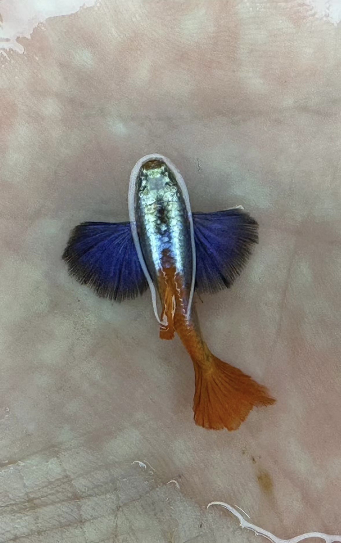 精品进口原线子代满鳞白金红尾象耳孔雀鱼一对(拍鱼拍包装)-阿里巴巴