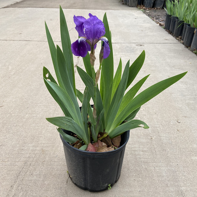 德国鸢尾花苗盆栽春天花室外地栽花卉庭院花园四季多年生球根植物