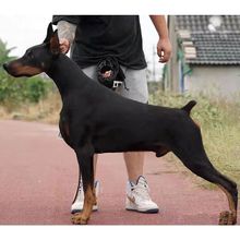 杜宾犬活体幼犬德系杜宾犬军犬警犬双血统美系杜宾狗狗幼崽宠物狗