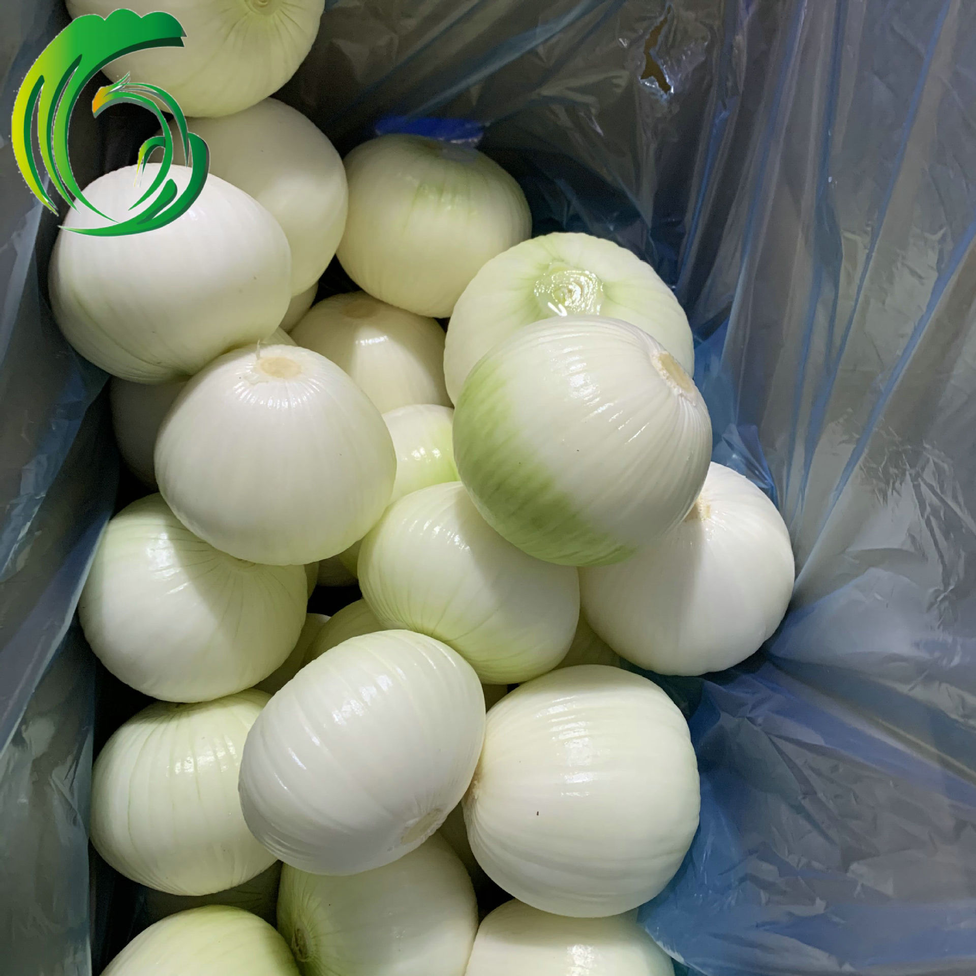 剥皮洋葱 8cm以上 工厂直供 河南产地 备案种植基地产 出口韩国