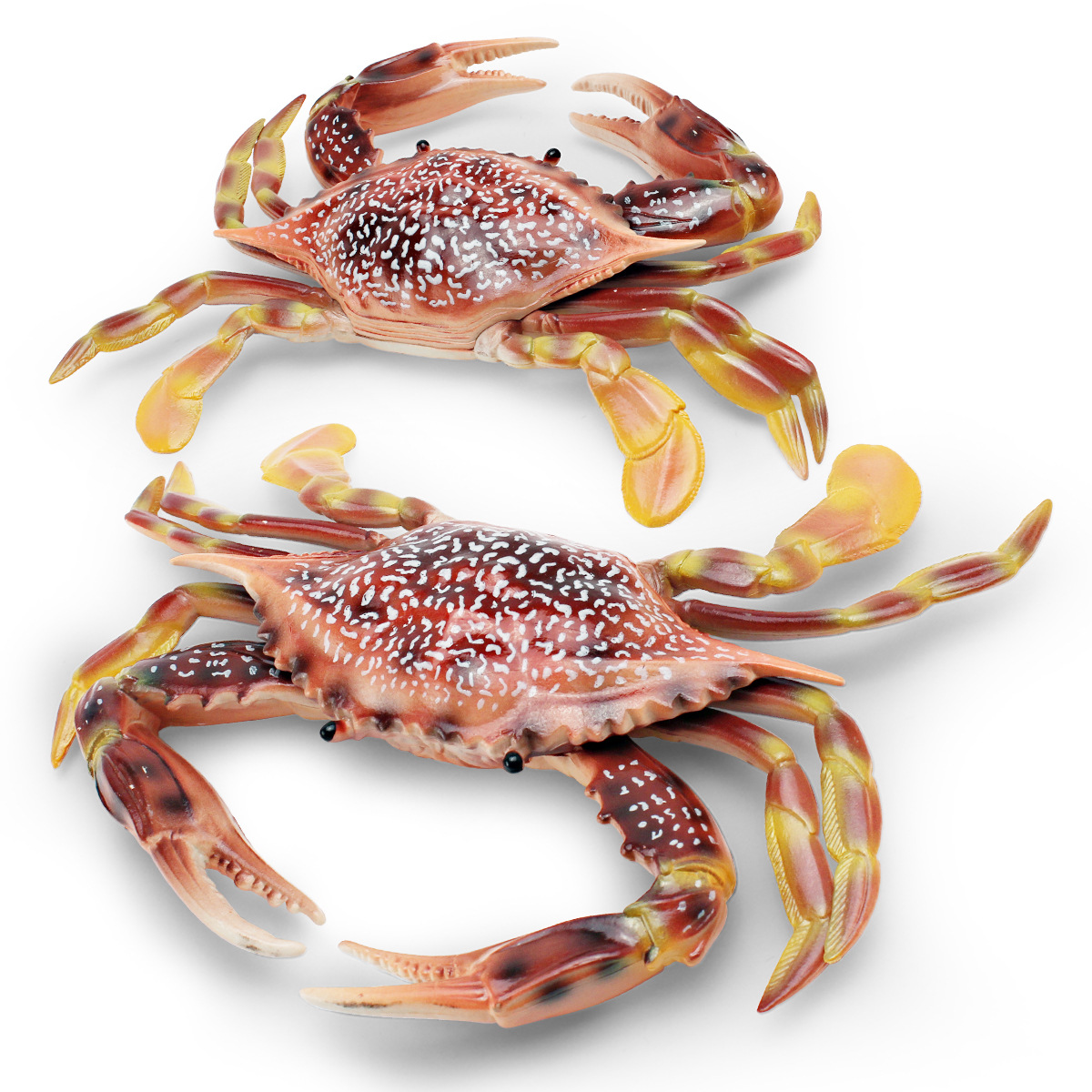 跨境仿真海洋动物螃蟹模型儿童认知梭子蟹枪蟹海底生物装饰摆件