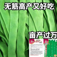 高产无筯宽扁芸豆三扁二扁四季豆青架豆种籽春秋种植蔬菜种孑