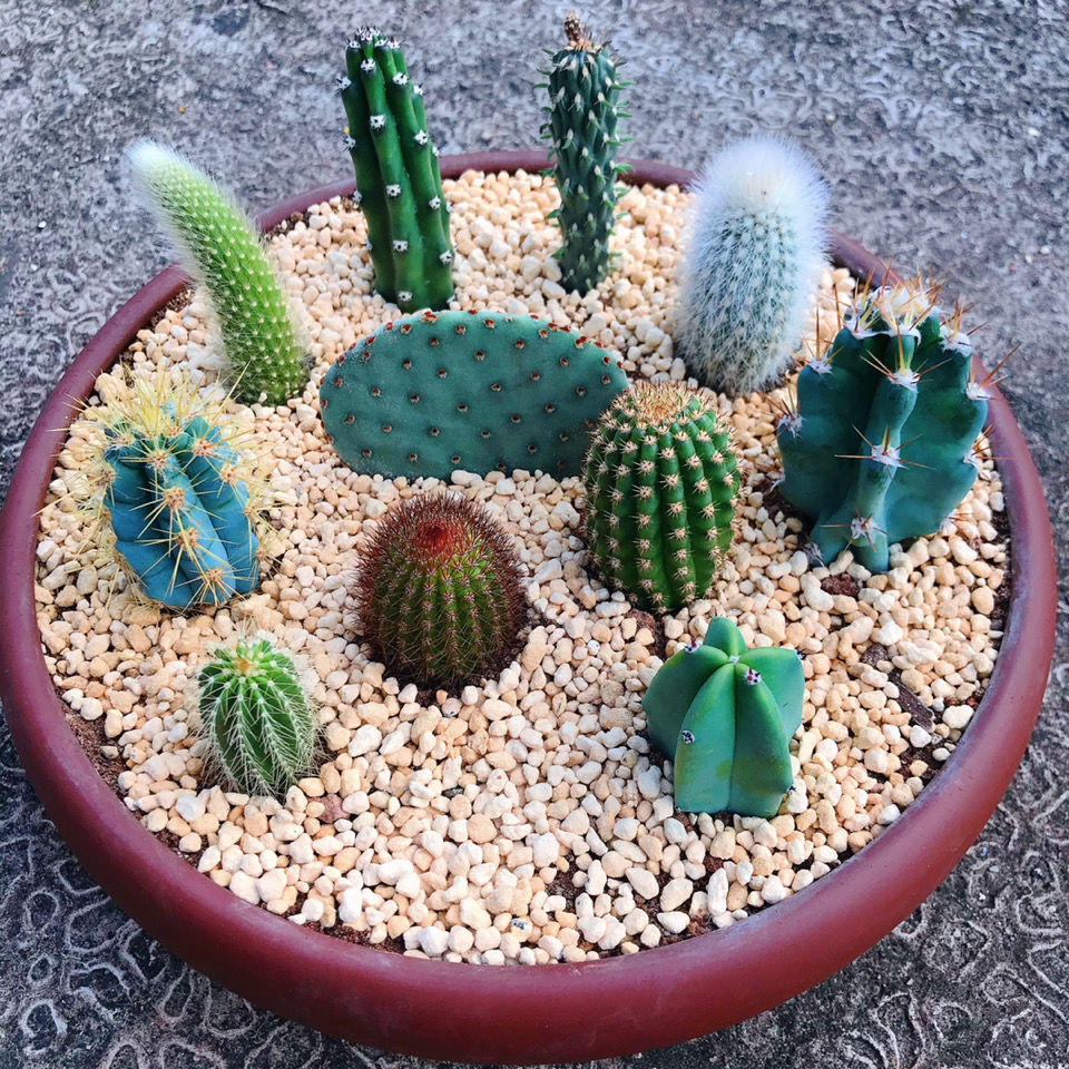 实生仙人球小苗星兜开花多肉植物小球苗稀有品种鸾凤玉组合盆栽花