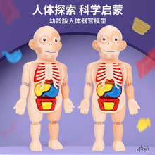 人体结构模型儿童器官躯干内脏医学玩具心脏器官骨骼内脏解剖