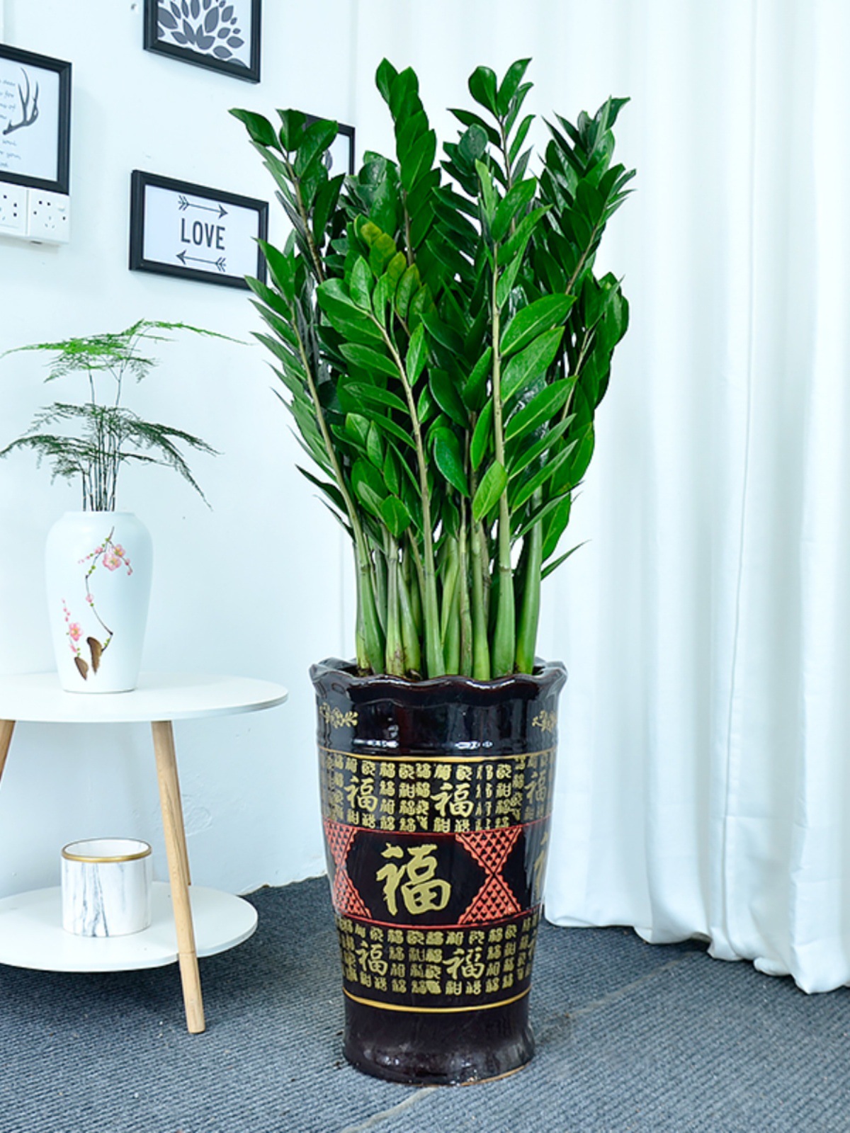 金钱树盆栽大植物室内客厅办公室钱串子吸甲醛大绿植开业乔迁