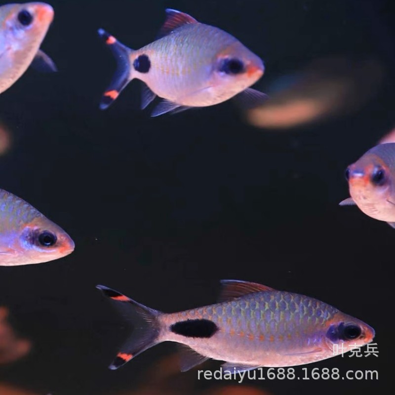 上海批发黑影道人鱼观赏鱼一眉道人鱼热带鱼观赏鱼草缸群游鱼灯鱼