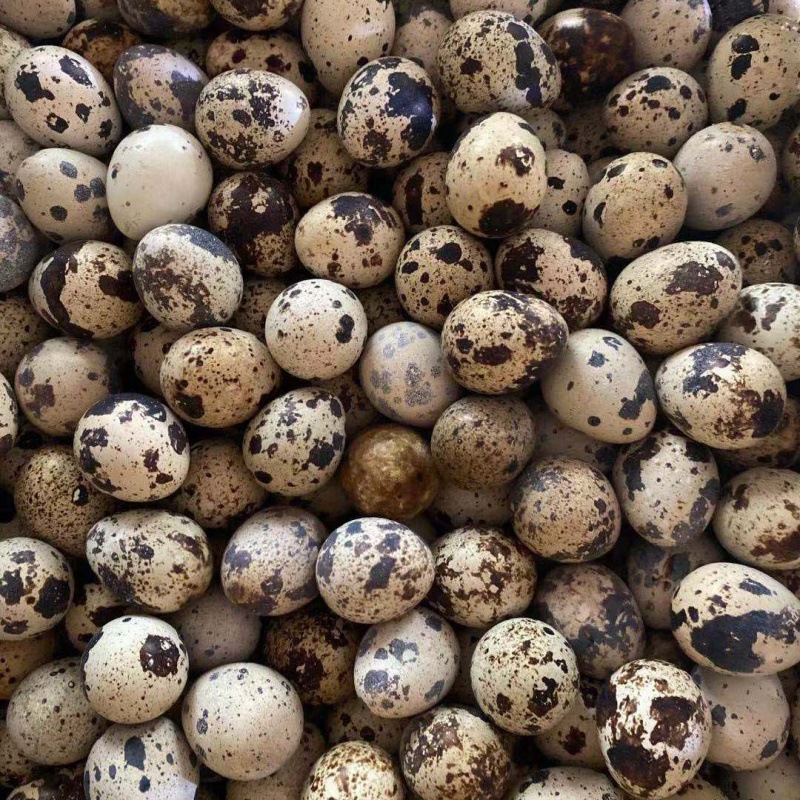 鹌鹑蛋生的批发赠送卤包农家散养新鲜鸟蛋孕妇宝宝辅食一件代发