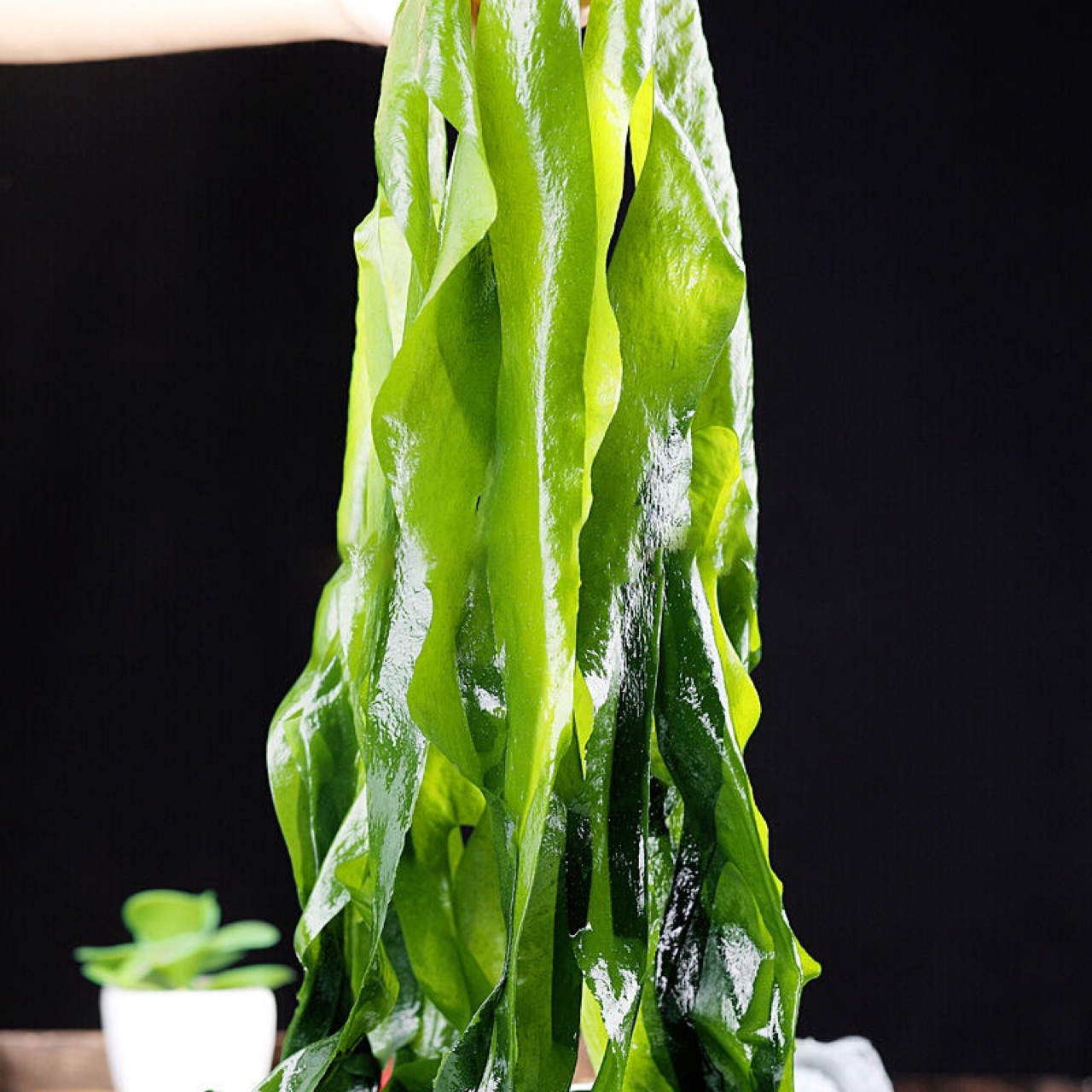 【海草系列】-海草系列厂家,品牌,图片,热帖-阿里巴巴