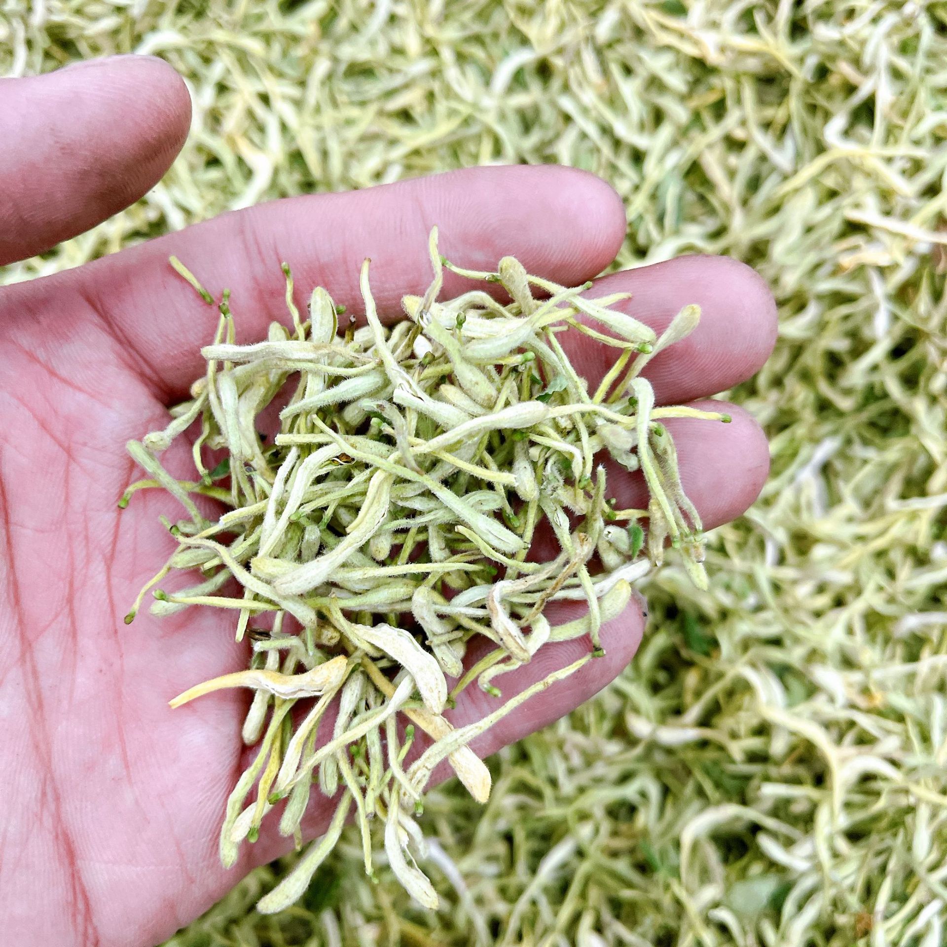 金银花带绒毛河南金银花 花茶散装批发 山银花 草茶 河南封丘茶叶