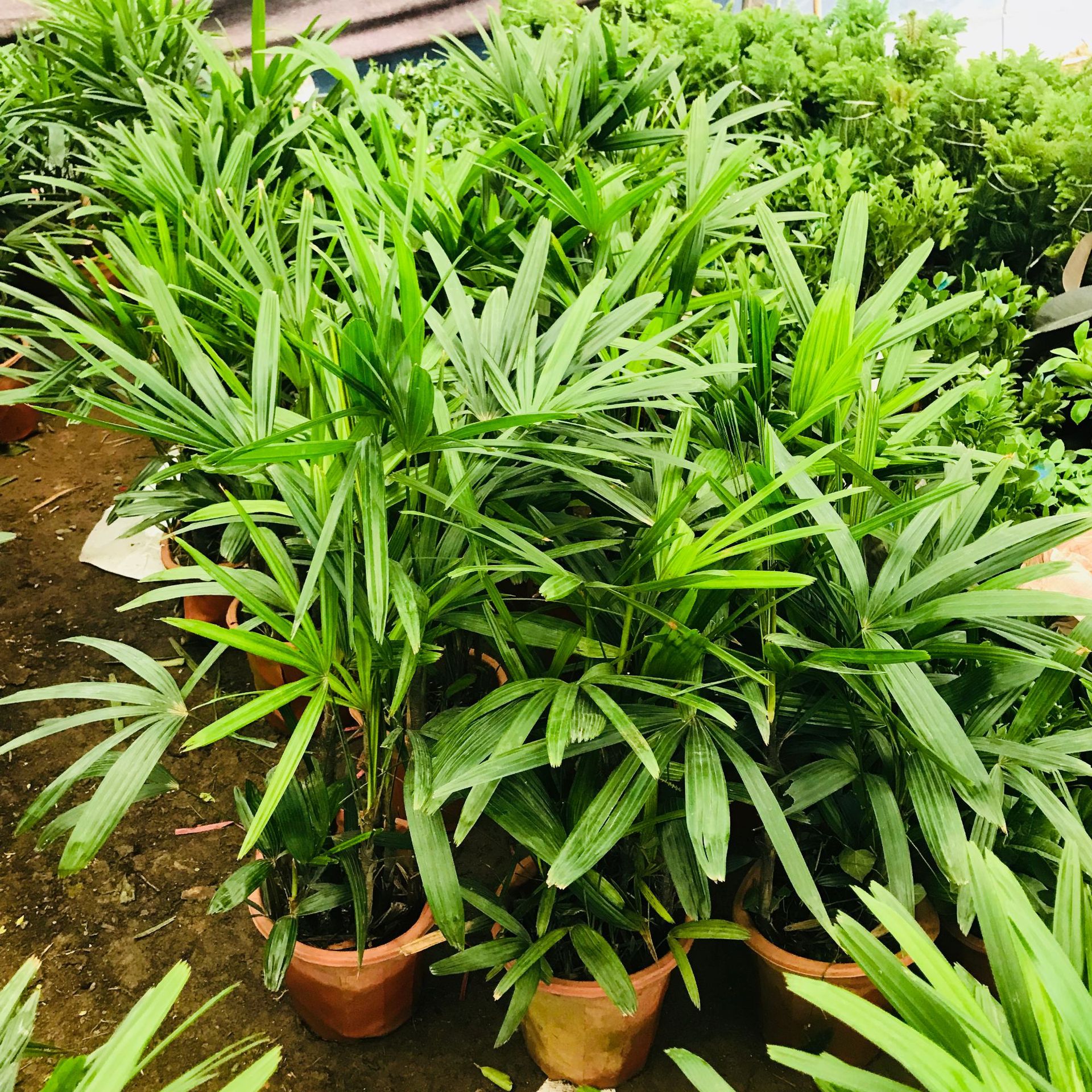 轻奢是否跨境出口专供货源否规格棕竹植物品种棕竹干湿习性中性光照