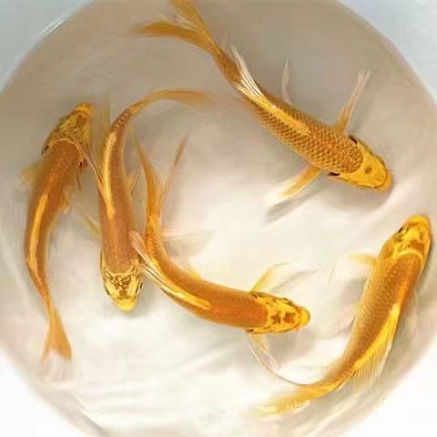 黄金锦鲤招财风水鱼龙凤锦鲤金鱼草金活鱼好养耐活锦鲫冷水观赏鱼