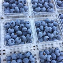 产地现摘蓝莓新鲜蓝莓鲜果现摘当季新鲜蓝莓宝宝辅食水果一件代发