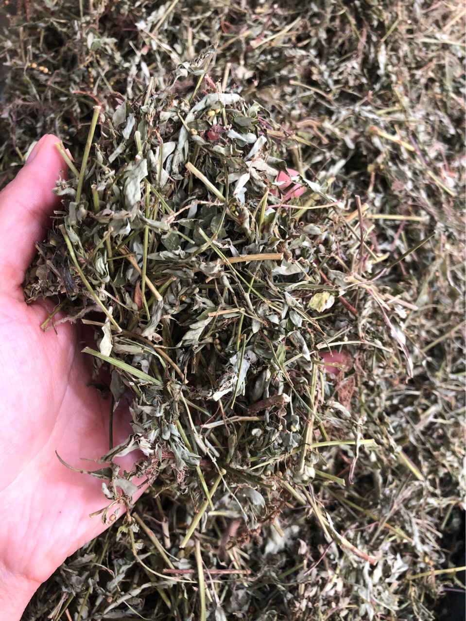 新货日晒叶下珠珍珠草龙珠草鱼鳞草夜合草