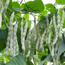 白不老芸豆种子老品种四季播种家庭小院阳台盆栽种植高产豆角种籽