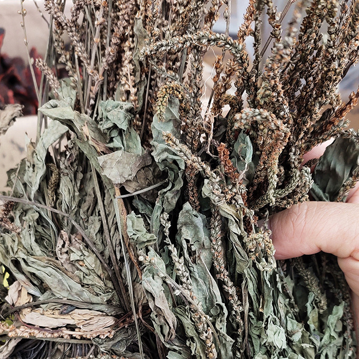 车前草中药材干车前草批发整株车前草牛蛇草七星草车轮草中草药