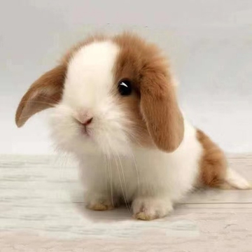 ly垂耳兔子活物儿童好养宿舍宠物兔霜白道奇进口荷兰
