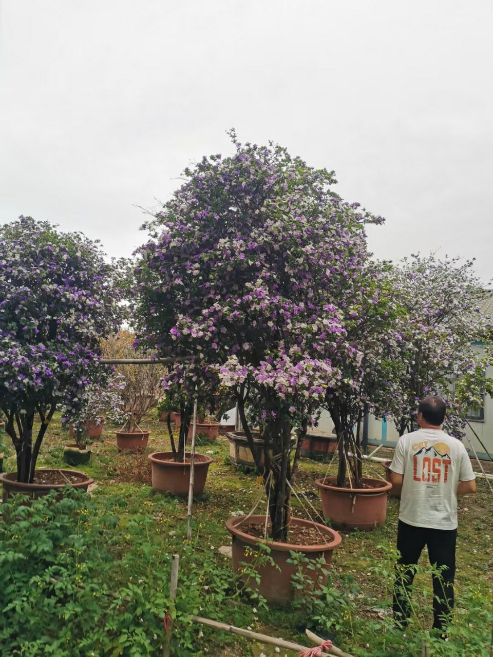 2204供应 老桩 双色茉莉 鸳鸯茉莉花 盆景 别墅 花园 庭院 浓香型