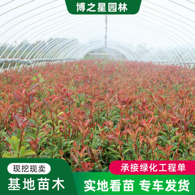 红叶石楠小苗基地批发园林工程绿化苗木行道点缀色块绿篱红火焰苗