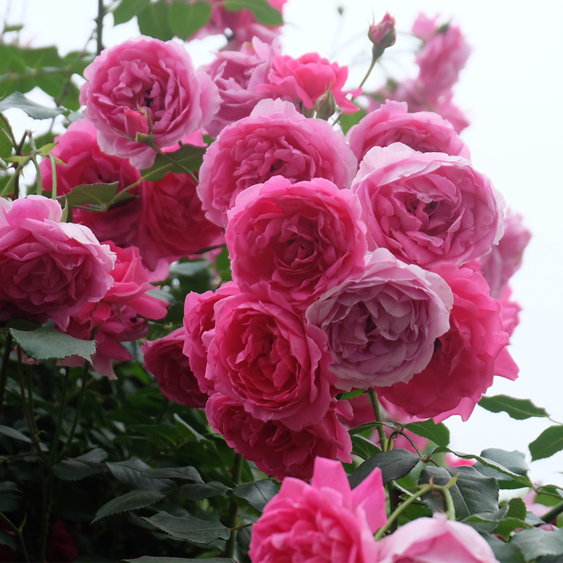 蔷薇花苗大游行阳台玫瑰四季开大花浓香爬藤花卉爬墙植物藤本月季