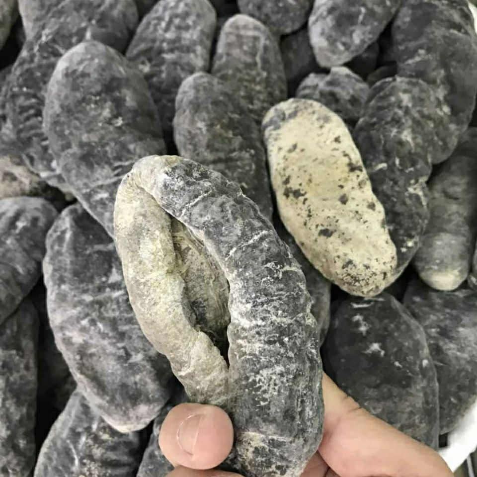 澳洲野生海参乌圆参乌仁参淡干货批发宴席用营养价值高土豪宴会参