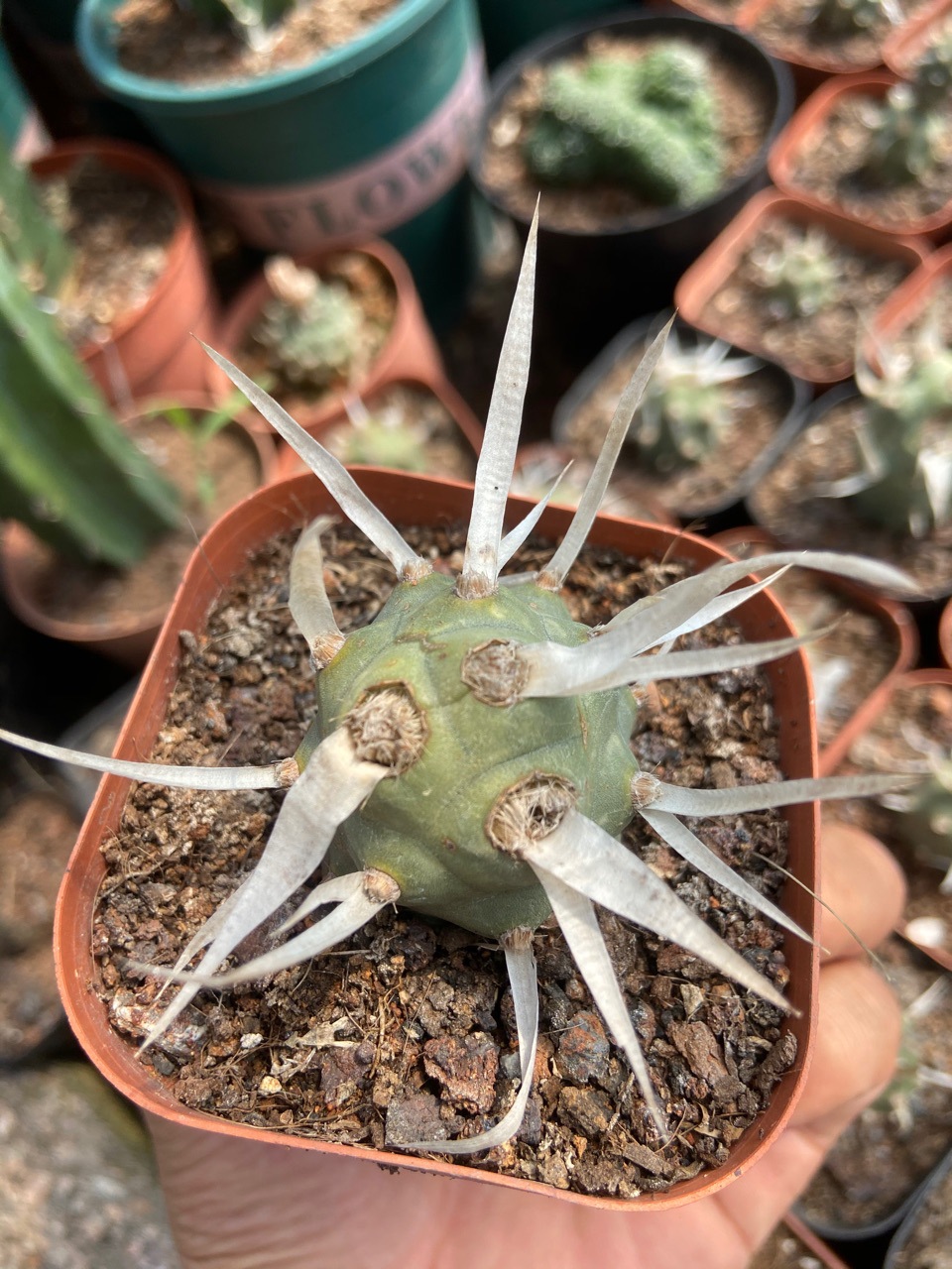 武藏野,团扇,纸刺,球形仙人球,阳台绿植,cactus