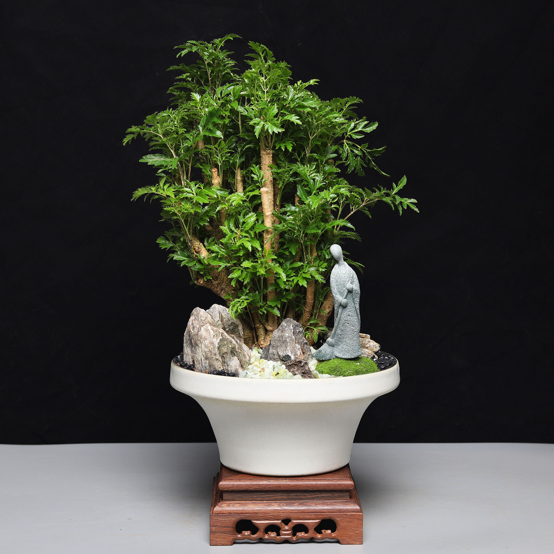 细叶福禄桐盆栽阳台花卉绿植办公室桌面盆景