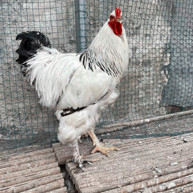 大体型婆罗门种鸡的价格 哪里有批发婆罗门鸡种蛋的