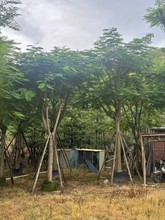 凤凰木树苗红花楹树苗绿化工程树苗庭院绿化移植苗常绿耐寒风景树