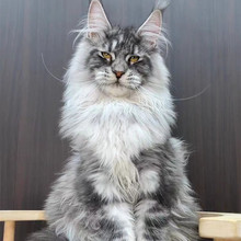 缅因猫活体出售纯种缅因幼猫纯白纯黑银虎棕虎烟灰加白缅因猫活体