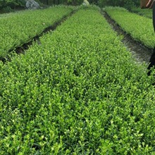 六月雪10杯杯苗 白马骨 碎叶冬青 地被植物 成都园林绿化工程苗木