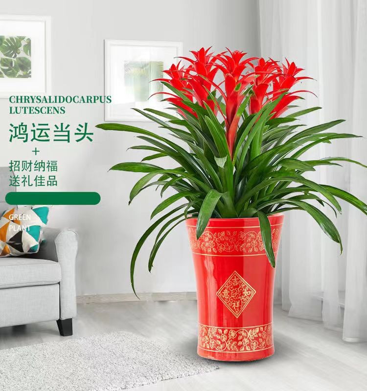 鸿运当头大型盆栽凤梨四季开花植物室内客厅阳台观花绿植年宵花卉