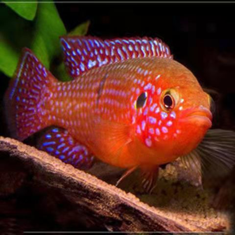 五彩丽丽鱼热带鱼观赏鱼活体淡水鱼丽丽鱼红宝石球鱼彩群鱼黑裙鱼