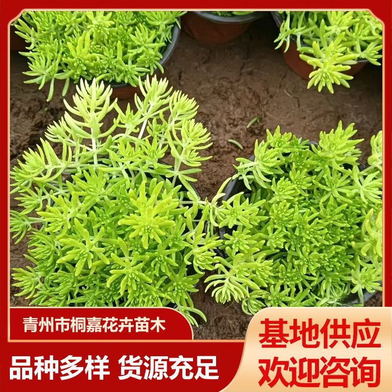 基地供应绿叶佛甲草 假山绿化屋顶隔热耐热耐寒植被