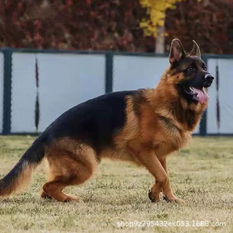 德国牧羊犬幼犬活体双血统德牧幼崽弓背平背大型犬工作犬宠物狗狗