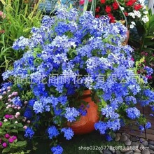 蓝雪花盆栽庭院藤本爬藤花园植物蓝雪花苗多季开花好养阳台花卉