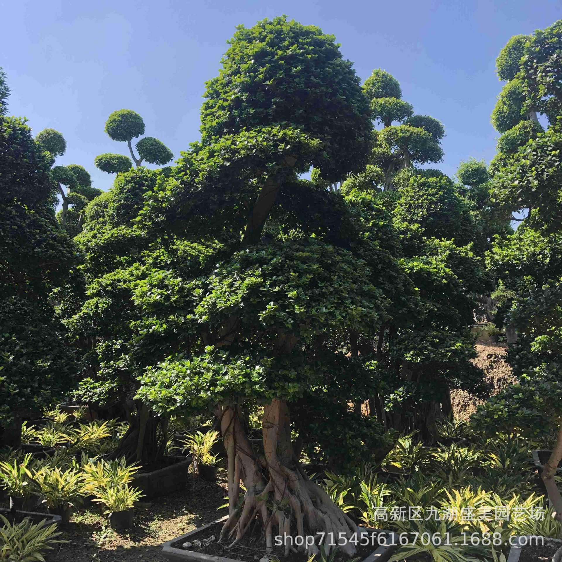 重庆造型小叶榕桩头价格 四川小叶榕桩景批发 广西