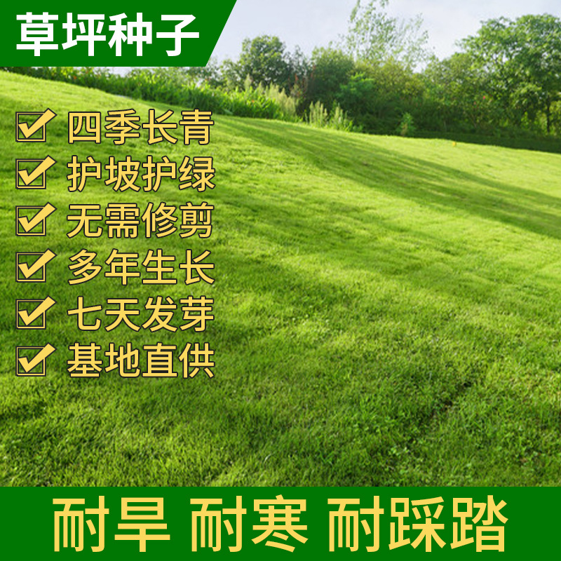 草坪种子 护坡绿化草籽 庭院别墅操场四季常青免修剪草种子
