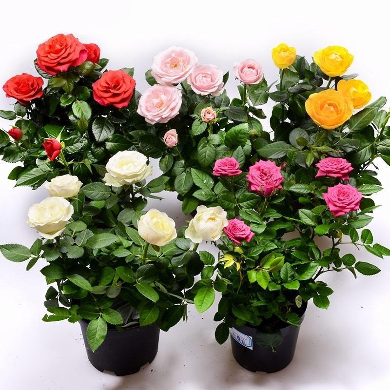 一件代发迷你玫瑰花盆栽月季室内阳台客厅四季开花绿植花卉盆景带