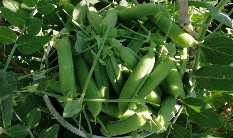 豌豆现摘新鲜带壳云南甜豌豆豌豆荚嫩碗豆甜脆甜豆青豌豆2/5/10斤